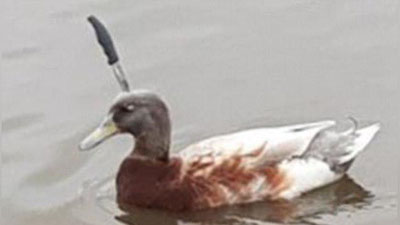 '​Австралияда бошига пичоқ қадалган ўрдак қидирилмоқда'ning rasmi