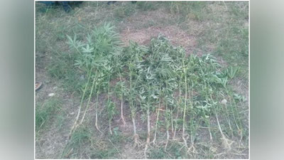 'Mevali daraxtlar tagiga nima ekilgan edi?'ning rasmi