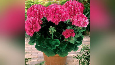 '​YoRONGULNING 5 FOYDASI  'ning rasmi