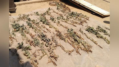 'Yangiyo`ldagi xonadonlardan birida choponga "o`rangan" ko`knori poyalari topildi'ning rasmi