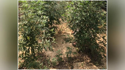 'Bojxonachilar giyohvandlik vositalari saqlanayotgan xonadonni aniqlashdi'ning rasmi