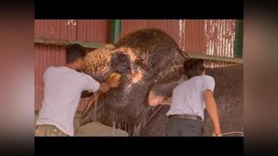 'Hindistonda fillar kasalxonasi ochildi 'ning rasmi