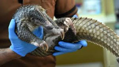 'Janubiy Afrikada pongolinlar qutqarib olindi 'ning rasmi