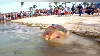 '1000 kishi toshbaqalarning erkinlikka chiqishini tomosha qildi (Video)'ning rasmi