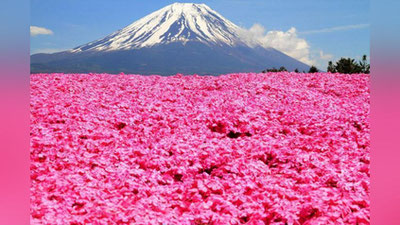 '“Пушти ранг жаннат” сайёҳлар эътиборини тортмоқда 'ning rasmi