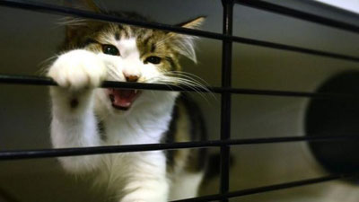 'Janubiy Koreyada mushuk va itlardan koronavirusga test olinmoqda'ning rasmi