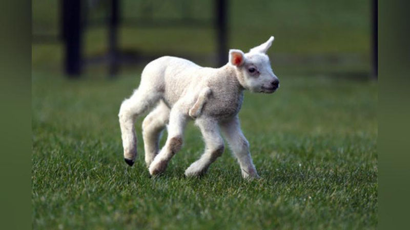 'Besh oyoqli qo`zichoq ijtimoiy tarmoq foydalanuvchilarini hayratga soldi'ning rasmi