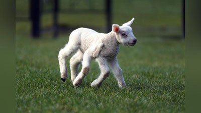 'Besh oyoqli qo`zichoq ijtimoiy tarmoq foydalanuvchilarini hayratga soldi'ning rasmi