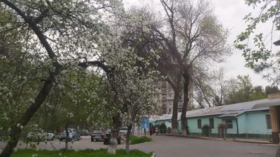 Изрображение 'В Ташкенте временами дождь и похолодание: погода на 15 апреля'