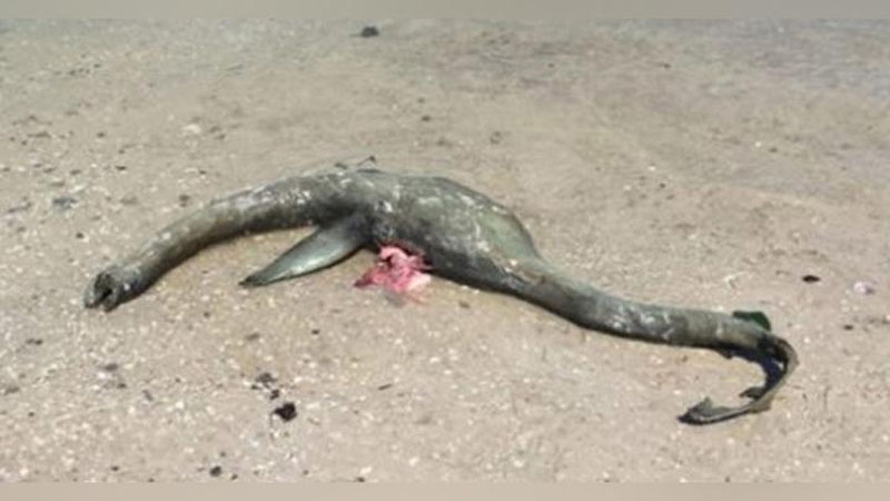 'Америка соҳилларида номаълум денгиз маҳлуқи топилди (Видео)'ning rasmi