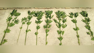 'Issiqxonada parvarishlanayotgan kannabislar fosh etildi'ning rasmi