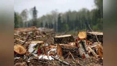 '​ZANGIOTA TUMANIDA DARAXTLARNI NOQONUNIY KESISh HOLATI ANIQLANDI 'ning rasmi