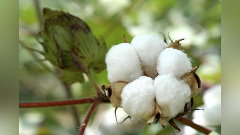 'Шавкат Мирзиёев чигит экишни мутлақо янги тизимда ташкил этиш бўйича кўрсатма берди 'ning rasmi