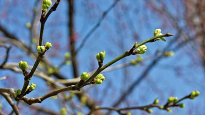 'Дарахт куртаклари нималарга даво?'ning rasmi