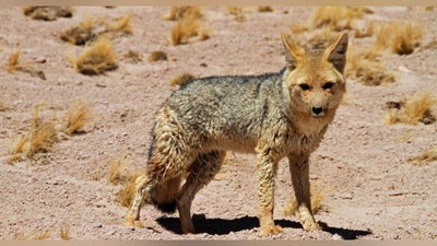 'Shumanoyda qutirgan shoqol odamlarga va uy hayvonlariga tashlanmoqda'ning rasmi