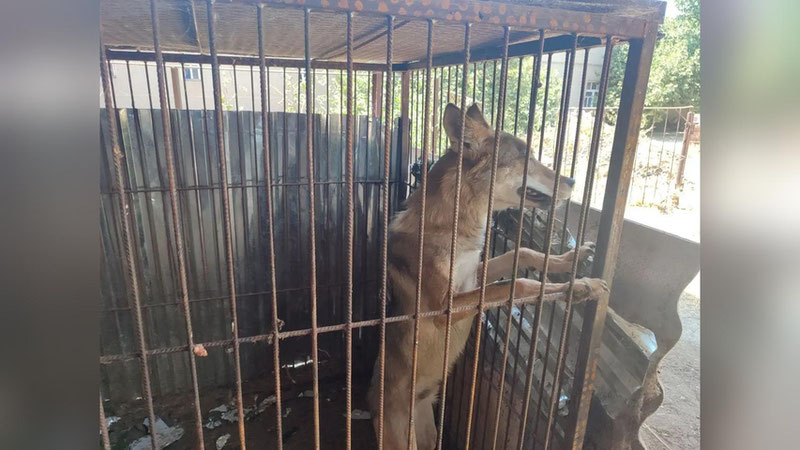 Изрображение 'В дом жителя Денау забрался волк'