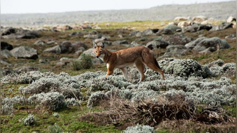'Aholi qishloqda shoqol ko`payib ketganidan shikoyat qilmoqda'ning rasmi