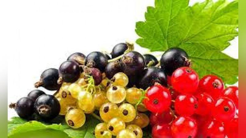 'ORGANIZM UChUN FOYDALI MEVA'ning rasmi