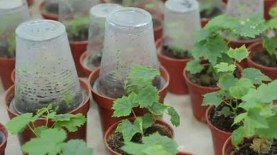 'Rossiyalik olim o`zbekistonlik olimlar yaratayotgan "pomidor-vaksina"ning  5 ijobiy tomonini sanab o`tdi'ning rasmi