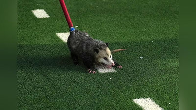 Изрображение 'В Техасе опоссум выскочил на поле и прервал матч по американскому футболу (видео)'