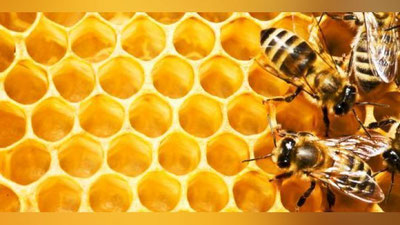 'Асалари заҳри кимларга ва қачон фойда?!'ning rasmi