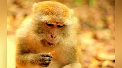 Изрображение 'В Китае впервые умер человек, зараженный опасным вирусом обезьяны'