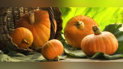 '​Qovoq yuzlab kasalliklarga davo'ning rasmi