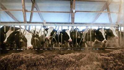 'FVV Toshkent viloyatida oqsil kasalligi tarqalganligi haqidagi xabarlarni rad etdi'ning rasmi