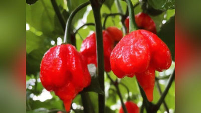 'Muntazam qalampir iste`mol qilgan rossiyalik erkak vafot etdi'ning rasmi