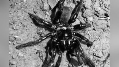 'Дунёнинг энг кекса ўргимчаги оламдан ўтди'ning rasmi