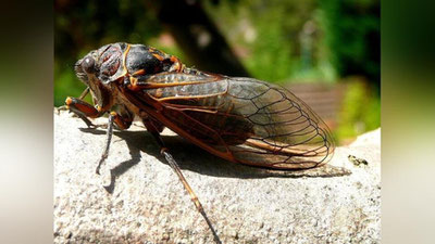 Изрображение 'Триллионы цикад: в США началось историческое нашествие этих насекомых (видео)'