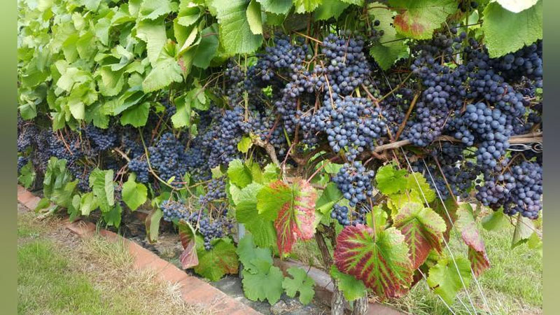 '48 ta tumanda uzumchilik va vinochilik klasterlari tashkil etiladi'ning rasmi