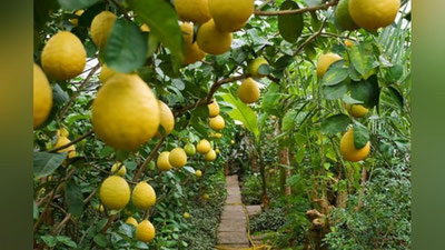 'Қашқадарё вилоятида лимончилик уюшмаси ташкил этилади'ning rasmi