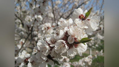 'Наврўз арафасида қандай об-ҳаво кутилмоқда?'ning rasmi