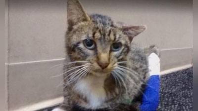 'AQShda muhandis talabalar mushuk uchun yangi panja yasab berishdi (Video)'ning rasmi