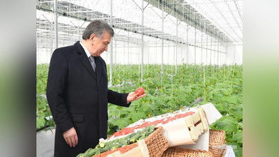 'Prezident gidroponika usulidagi issiqxonani ko`zdan kechirdi'ning rasmi