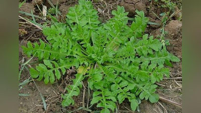 'Фойдаси ғиж-ғиж – жағ-жағ'ning rasmi