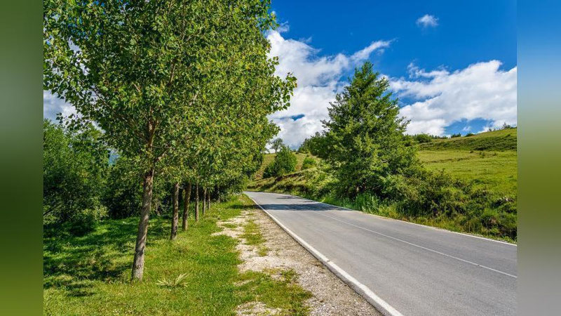 '"Amirsoy" yo`li yoqasidagi daraxtlar boshqa hududga ko`chiriladi'ning rasmi