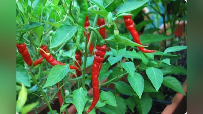 'Қалампир: "Қирқ йиллик қарзинг бўлса, бир йилда узаман"'ning rasmi