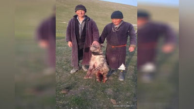 'Surxondaryoda  cho`ponning qo`ylariga hujum qilgan sirtlonni 5 ta it g`ajib tashladi'ning rasmi