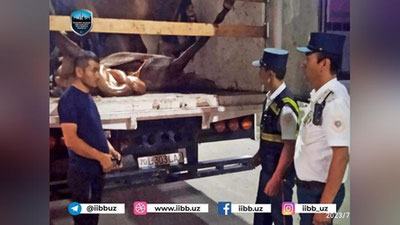 Изрображение 'Пресечена попытка ввоза в Ташкент 350 кг конины, непригодной к употреблению'