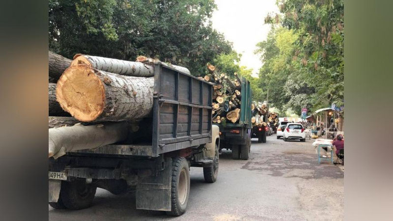 'Toshkentda 49 mingga yaqin daraxtlar noqonuniy kesilgan'ning rasmi