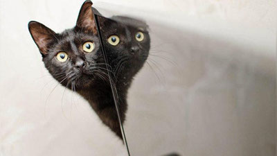 'Aktyorning uyini mushuk suvga bo`ktirdi 'ning rasmi