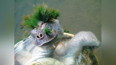 '“Панк-тошбақалар” йўқ бўлиб кетиш арафасида (Фото)'ning rasmi