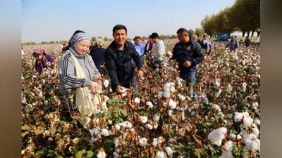 'Elmira Basitxanova yana paxta dalasida'ning rasmi