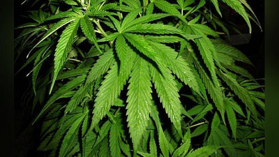 '60 yoshni qoralagan fuqaro xonadonida giyohvandlik o`simligini o`stirayotgani aniqlandi'ning rasmi