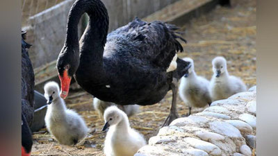 '​Toshkent hayvonot bog`ida ilk marta qora oqqush bolaladi(Foto)  'ning rasmi