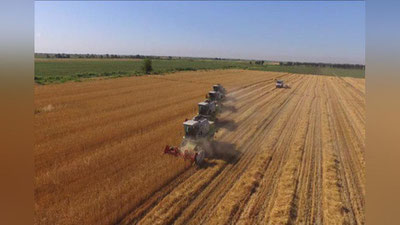 'Buxoro viloyati davlat ehtiyojlariga don sotish shartnomoviy  rejasini bajardi'ning rasmi