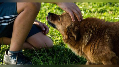 'Xo`jayinining Afg`onistondan qaytganidan ko`ppakning boshi osmonga etdi (Video)'ning rasmi