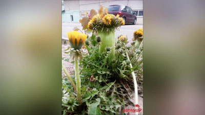 '​Минск яқинида мутант момоқаймоқ ўсимлиги топилди'ning rasmi